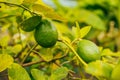 Green citrus lemon fruits and green leaves, banner. Citrus Limon tree, close up. Decorative citrus lemon house plant. Royalty Free Stock Photo