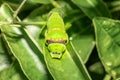 Green Citrus swallowtail caterpillar (Papilio demodocus) Royalty Free Stock Photo