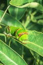 Green Citrus swallowtail caterpillar (Papilio demodocus) Royalty Free Stock Photo