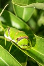 Green Citrus swallowtail caterpillar (Papilio demodocus) Royalty Free Stock Photo