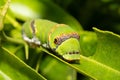 Green Citrus swallowtail caterpillar (Papilio demodocus) Royalty Free Stock Photo