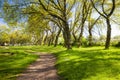 Green city park with leaning trees Royalty Free Stock Photo