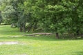 Green city park in summer. Big dead fallen down tree.