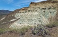 Green claystone cliffs and purple flowers at the Sheep Rock Unit of the John Day Fossil Beds National Monument, Oregon, USA Royalty Free Stock Photo