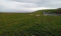 Herds of beautiful cows on the Cliffs of Moher