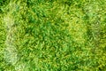 Green cleaning feet doormat or carpet texture Royalty Free Stock Photo