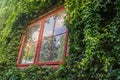 Green climber plants on the vintage red house window frame