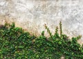 Green climbing fig plant creeping fig or ficus pumila growing and cover on cement wall Royalty Free Stock Photo