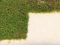 Green climbing fig plant growing and cover on cement wall Royalty Free Stock Photo