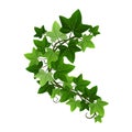 Green climbing ivy creeper branch isolated on white background. Hedera vine botanical design element. Vector