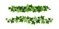 Green climbing ivy creeper branches isolated on white background. Hedera vine botanical border or frame design element Royalty Free Stock Photo