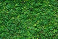 Green climbing plant background