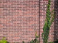 Green climbing plant on a brick wall Grapes With Autumn Leaves On red Brick Wall Royalty Free Stock Photo