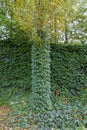 A green climbing plant covers the wall and trunk of a tree. Green carpet leaves. Royalty Free Stock Photo