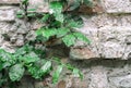 Green climbing plant on the old dilapidated wall