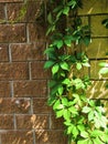 Green climbing plant parthenocissus on a concrete brick wall background Royalty Free Stock Photo