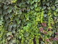 Green climbing plant texture background. Myrtle green background Royalty Free Stock Photo