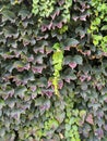 Green climbing plant texture background. Myrtle green background Royalty Free Stock Photo