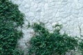 green climbing plant on white rock cement wall in garden Royalty Free Stock Photo