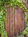 Green climbing plant on wooden textured fence texture background. Natural background texture Royalty Free Stock Photo