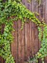 Green climbing plant on wooden textured fence texture background. Natural background texture Royalty Free Stock Photo