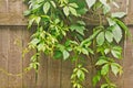 green climbing plants on old wooden fence Royalty Free Stock Photo