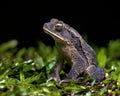 Green climbing toad in the rainforest Royalty Free Stock Photo