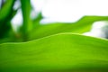 Green close up nature large leaf in relaxing mood and tone with smooth curve and line on rim of leaf