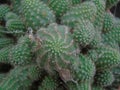 Green close-up of spiral cactus with thorns