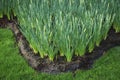 Green closed daffodils grown in the flowerbed.