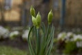 Green closed flower bud. Spring time of year. Royalty Free Stock Photo