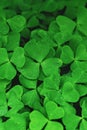Green clove leaves full frame background, vertical Royalty Free Stock Photo