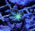 Green Clove Polyp Coral Royalty Free Stock Photo