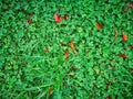 Red and green autumn contrast,clover water drops Royalty Free Stock Photo