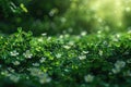 Clover meadow background for St. Patrick's Day