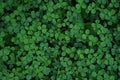 Green clover carpet with dew drops, top view.