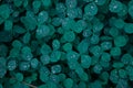 Green clover carpet with dew drops, top view.