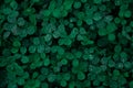 Green clover carpet with dew drops, top view.