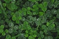 Green clover carpet with dew drops, top view. Royalty Free Stock Photo