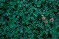 Green clover carpet with dew drops, top view.