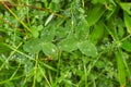 Green clover carpet with dew drops, top view. Natural background. Royalty Free Stock Photo