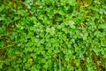 Green clover carpet with dew drops, top view. Natural background. Royalty Free Stock Photo