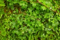 Green clover carpet with dew drops, top view. Natural background. Royalty Free Stock Photo