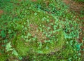 Green clover carpet with dew drops, top view. Natural background. Royalty Free Stock Photo