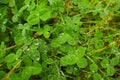 Green clover carpet with dew drops, top view. Natural background. Royalty Free Stock Photo