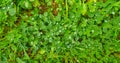 Green clover carpet with dew drops, top view. Natural background. Royalty Free Stock Photo