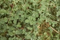 Green clover carpet with dew drops, top view. Natural background. Royalty Free Stock Photo