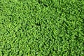 Green Clover Carpet without flowers summer background green wallpaper