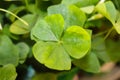Green clover closeup background - selective focus Royalty Free Stock Photo