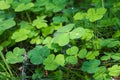 Green clover with drops of dew on nature Royalty Free Stock Photo